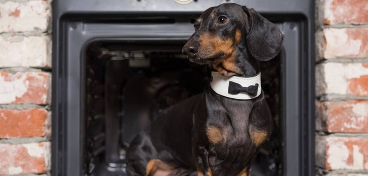 200 Fascinating and Different Male Wiener Dog Names