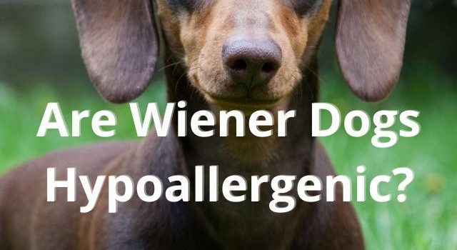 Are Wiener Dogs Hypoallergenic?