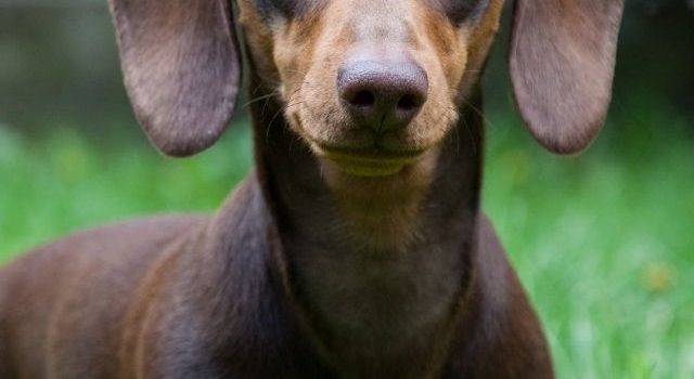 Daug – The Fascinating Wiener Dog and Pug Mix