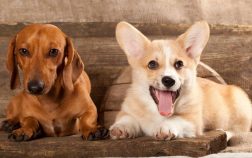 Corgi Wiener Dog Mix – A Loyal and Playful Family Pet