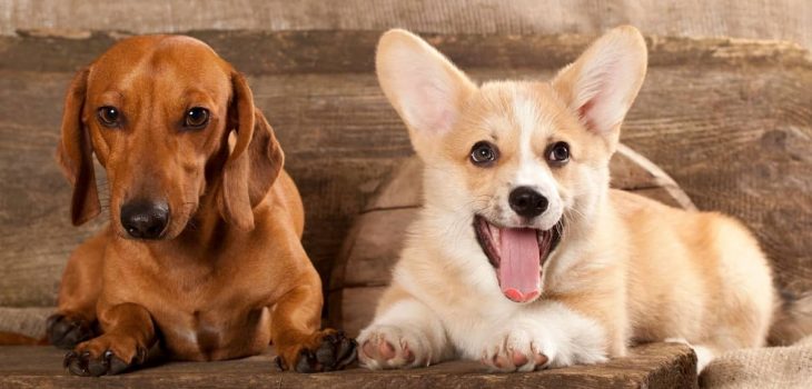 Corgi Wiener Dog Mix – A Loyal and Playful Family Pet