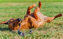 How To Make A Dog Roll Over In 9 Quick and Easy Steps
