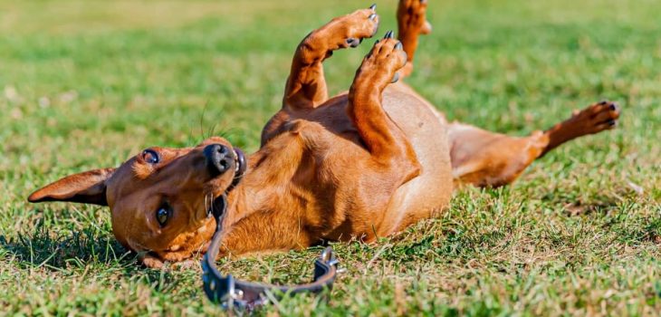 How To Make A Dog Roll Over In 9 Quick and Easy Steps
