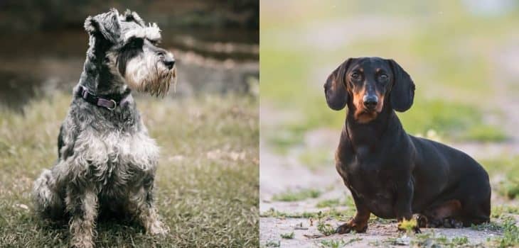 Schnauzer Weenie Dog Mix – The Fun And Lovable Schnoxie – Sweet Dachshunds