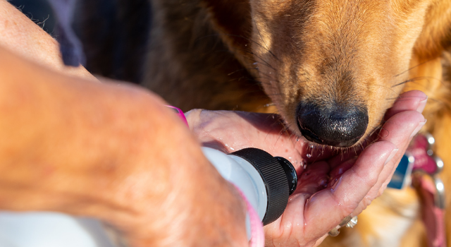 Can Dogs Drink Gatorade For Dehydration?