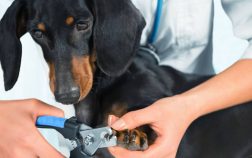 When And How To Cut Dogs Nails That Are Too Long
