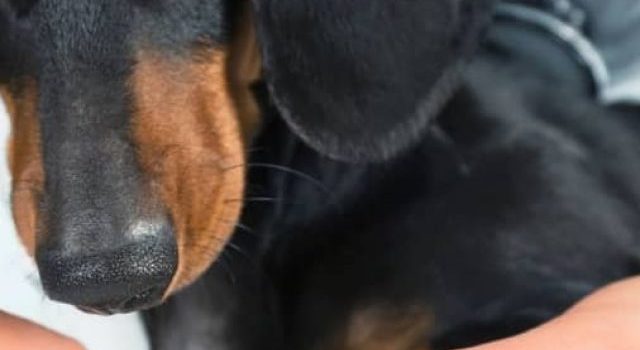 When And How To Cut Dogs Nails That Are Too Long