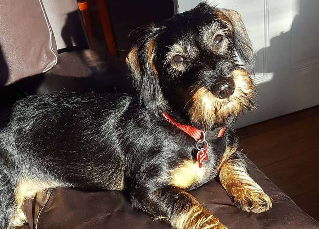 dachshund-and-miniature-schnauzer-mix-dog