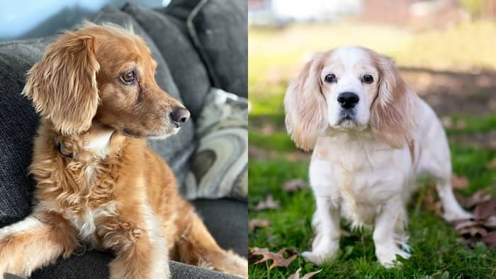  dachshund spaniel mix