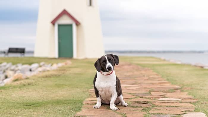 great dane dachshund mix puppies