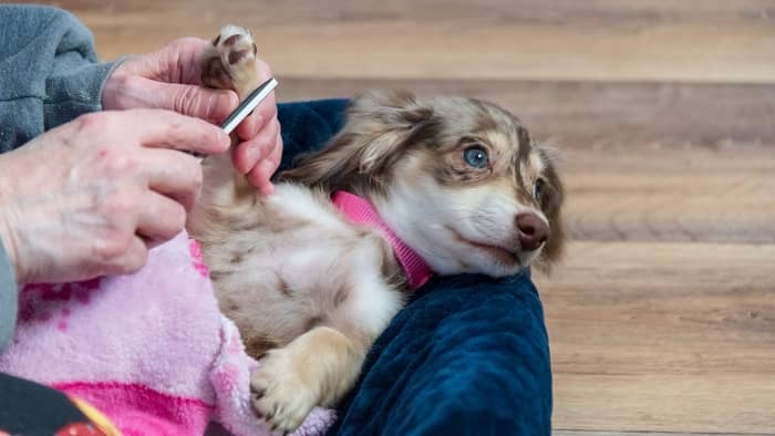  how to trim dog nails