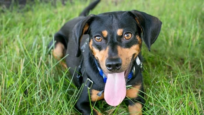 Miniature Pinscher And Dachshund Mix The Pocket Dynamo Pet