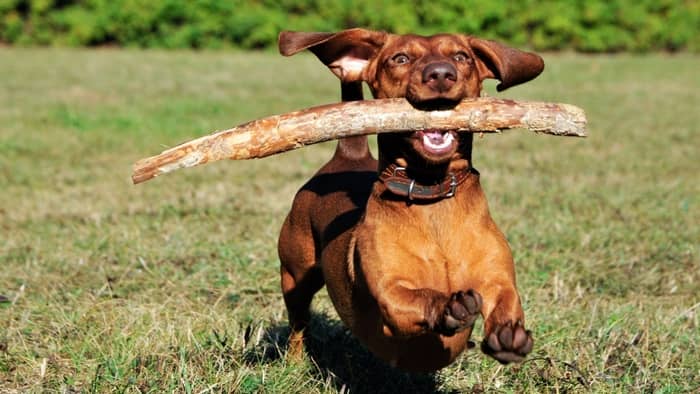  training a dachshund not to bark