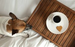 16 Great Dog Friendly Hotels Astoria Oregon Has To Offer