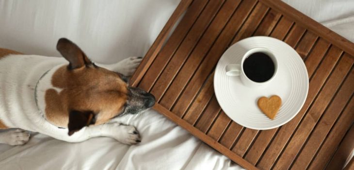 16 Great Dog Friendly Hotels Astoria Oregon Has To Offer