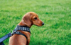 5 Best Harnesses For Miniature Dachshunds And Their Specifics
