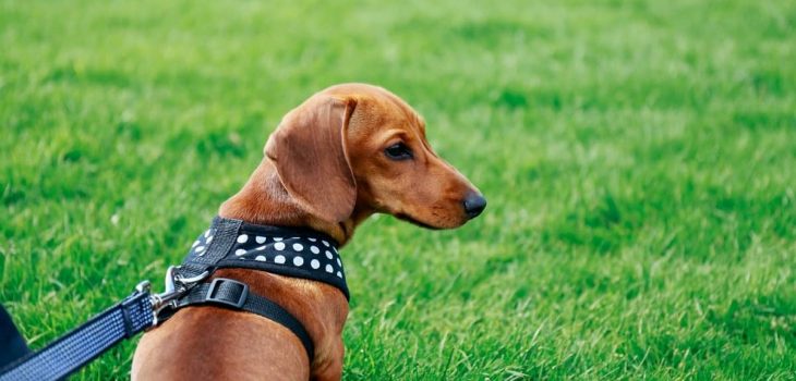 5 Best Harnesses For Miniature Dachshunds And Their Specifics