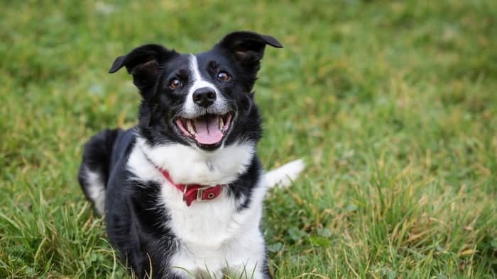 Border Collie