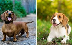 Dachshund Beagle Mix Puppies – An Adorable Mix Of Two Awesome Dogs