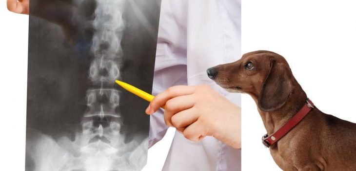 Dog IVDD Surgery Cost, Risks, Rehabilitation, And Alternatives