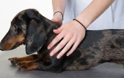 Dog Spinal Surgery Recovery Time – What To Expect And What To Do?