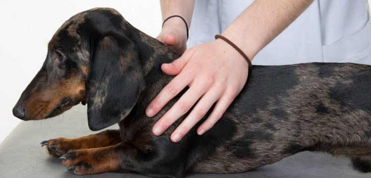 Dog Spinal Surgery Recovery Time – What To Expect And What To Do?