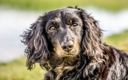 Groomed Long Haired Dachshunds – The Why, How, and When Of Grooming