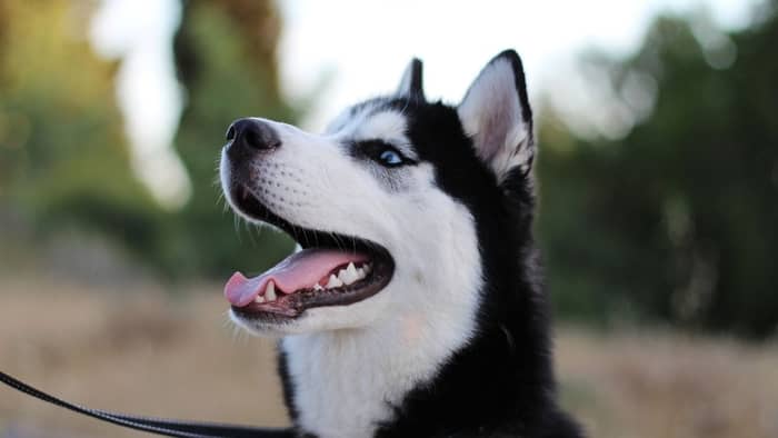 Husky