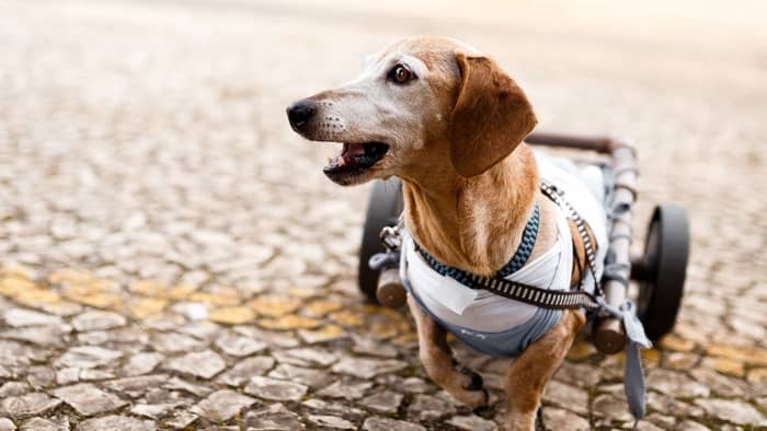 Paraplegic senior dog