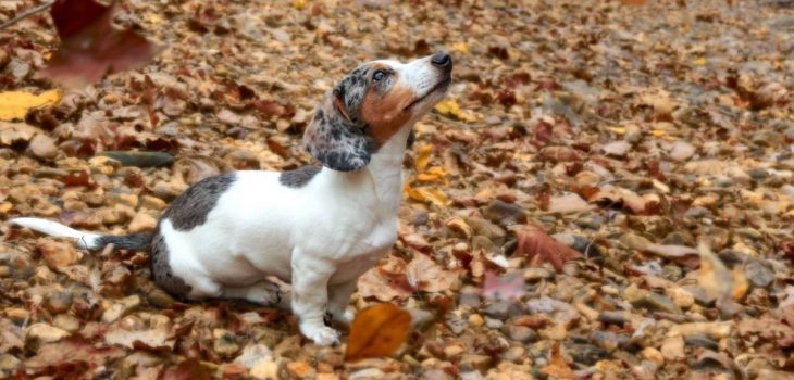 Quick Guide To The Main Piebald Dachshund Health Problems