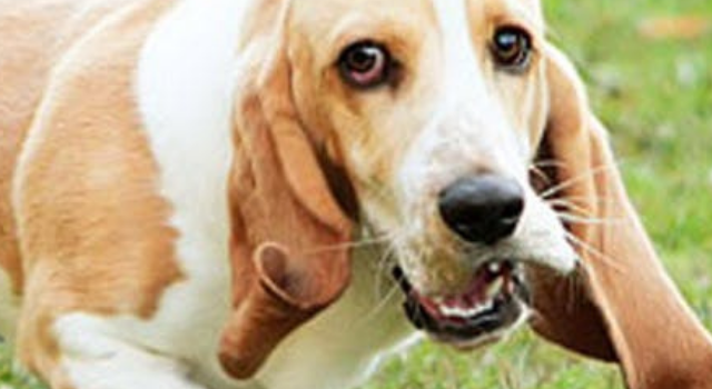 Basset Hound Wiener Dog Mix – The Awesome Basschshund
