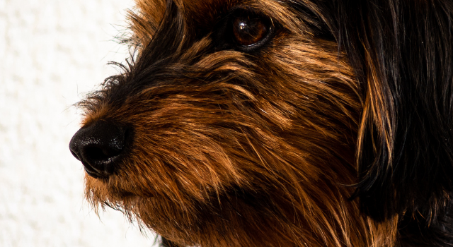 Yorkie Mixed With Dachshund – The Adorable Dorkie