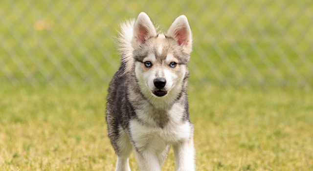 Introducing – The Husky and Wiener Dog Mix and All Its Magic