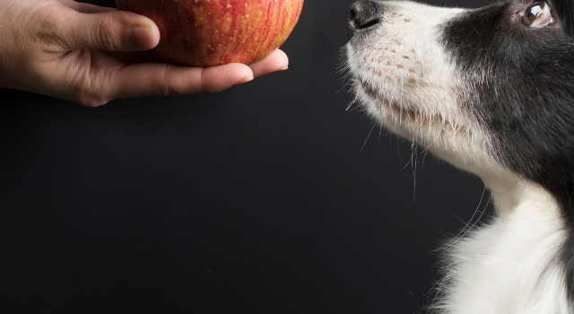 Is Apple Juice Good For Dogs Or Is It A Bad Or Risky Idea?