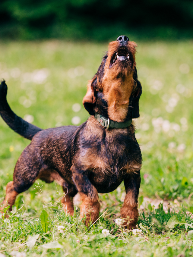 Over 150 Funny Wiener Dog Names - Sweet Dachshunds