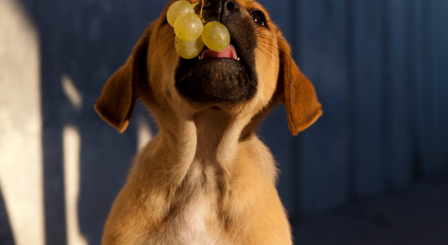 Can Dogs Drink Grape Juice Or Is It A Bad Idea?