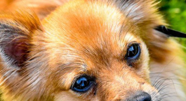 Pomeranian Weenie Dog Mix – The Amazing Dameranian