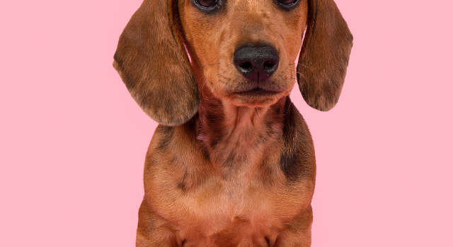 176 Amazing Girl Wiener Dog Names