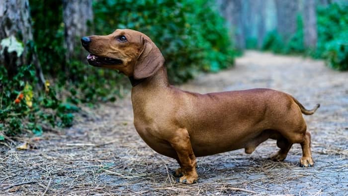 Who Is The Longest Wiener Dog In The World? – Sweet Dachshunds