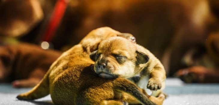 When Can Puppies See Clearly And When Do They Open Their Eyes?