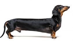 Who Is The Longest Wiener Dog In The World?