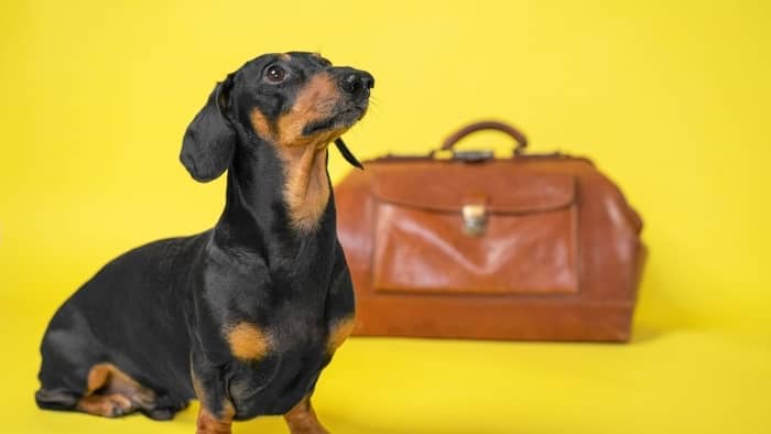  astoria pet friendly hotels