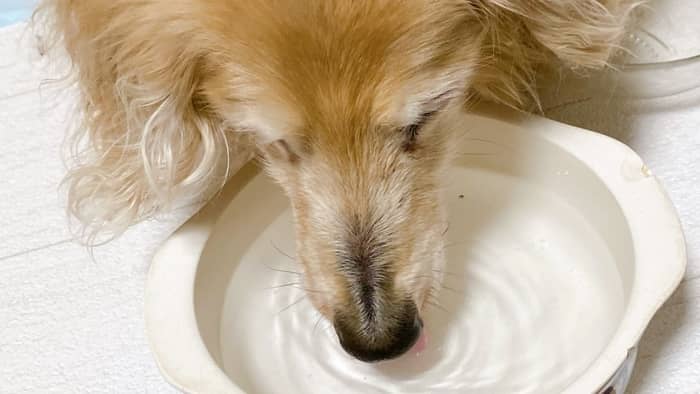 can dogs drink lemon flavored water