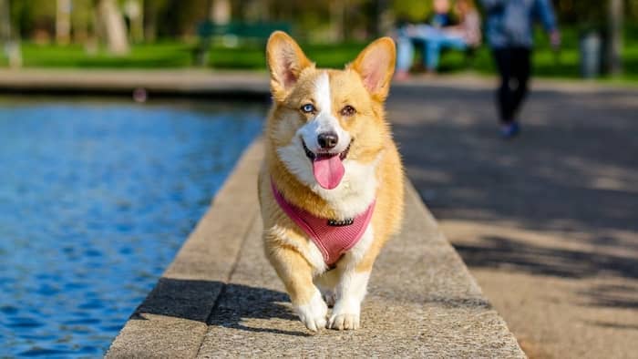 corgi