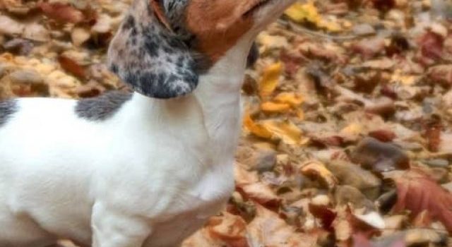 Quick Guide To The Main Piebald Dachshund Health Problems