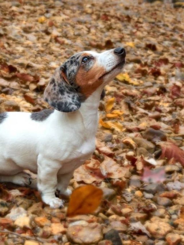 Quick Guide To The Main Piebald Dachshund Health Problems Sweet