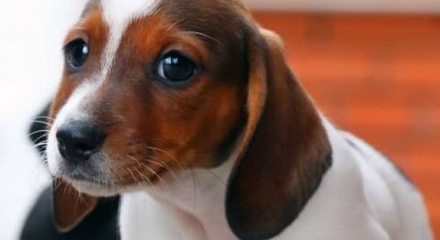 Toy Dachshund Full Grown Height, Weight, And More