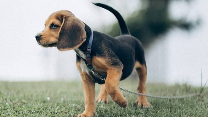  dachshund beagle mix puppies