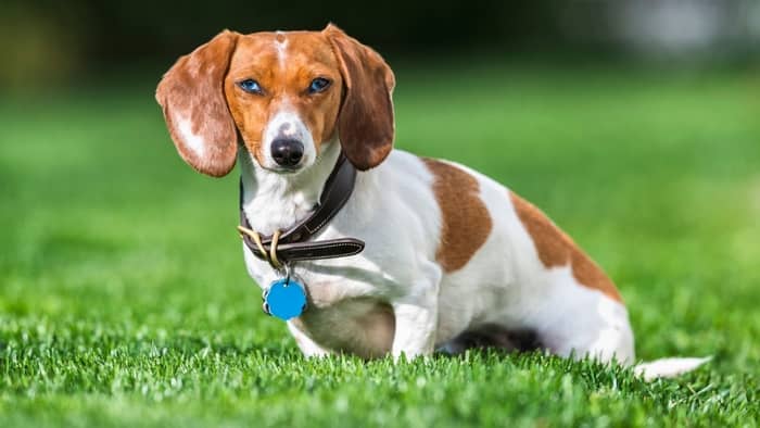  dapple dachshund health problems