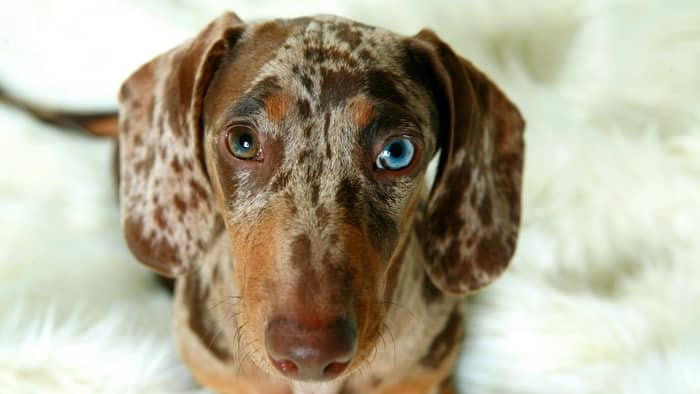 when-do-puppies-eyes-change-color-superb-dog